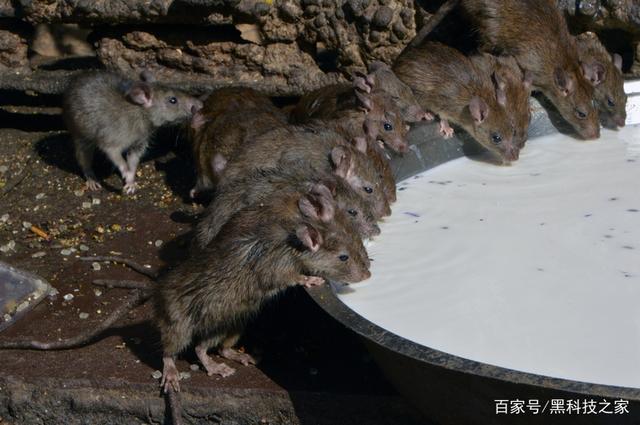 新冠病毒与鼠疫对比 新冠病毒与鼠疫对比论文