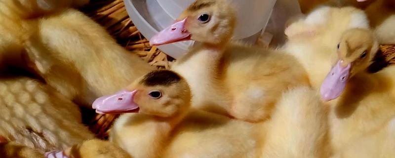 小鸭吃什么对才对身体好 